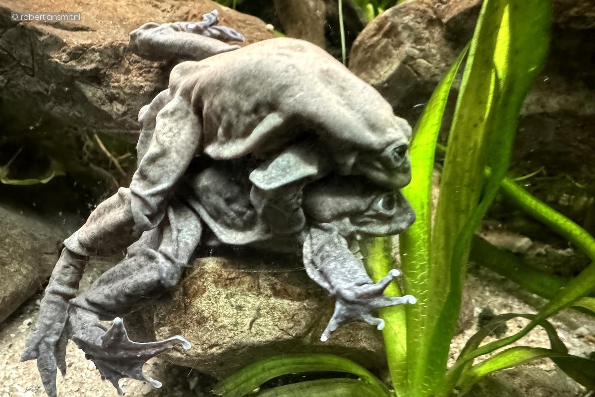 Foto van Titicacakikker (Telmatobius culeus) in Dierenpark Amersfoort