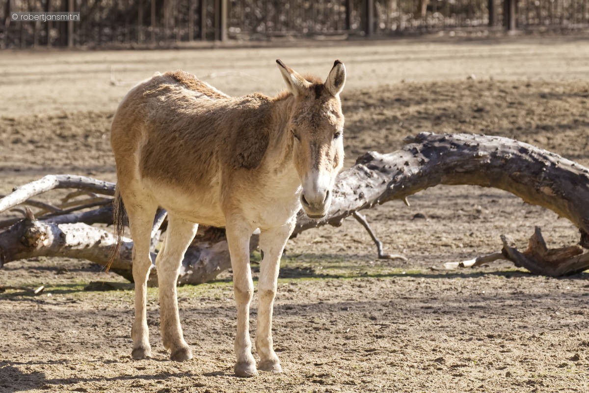 Foto van Turkmeense kulan (Equus hemionus kulan) in Tierpark Berlin