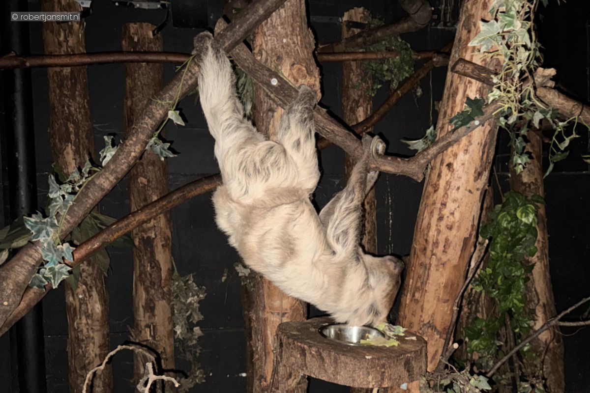 Foto van Tweevingerige luiaard (Choloepus didactylus) in Dierenpark Amersfoort