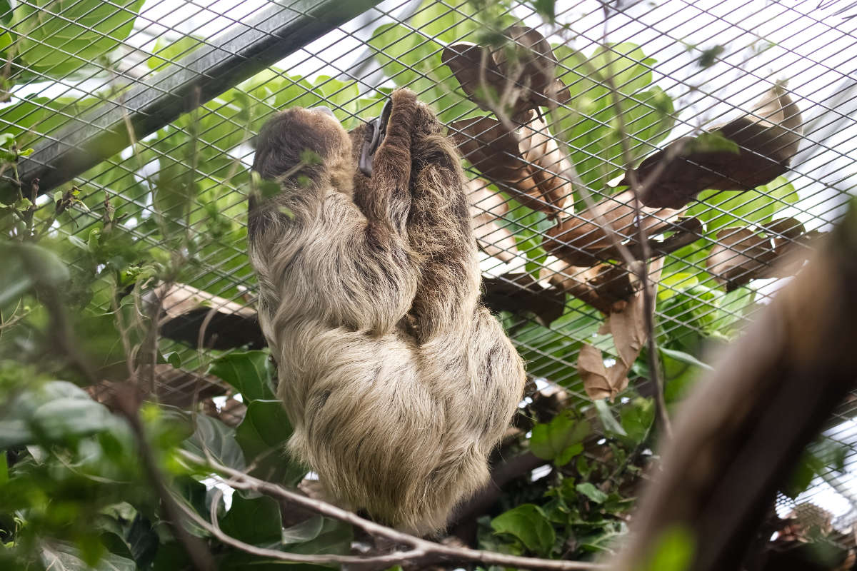 Foto van Tweevingerige luiaard (Choloepus didactylus) in Dierenpark Hoenderdaell Anna Paulowna
