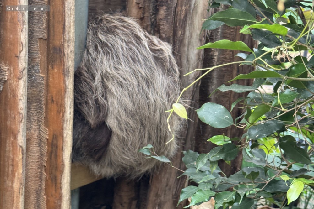 Foto van Tweevingerige luiaard (Choloepus didactylus) in ZooParc Overloon