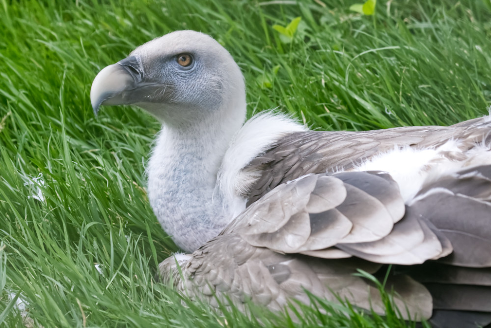 Foto van Vale gier (Gyps fulvus) in Pairi Daiza België