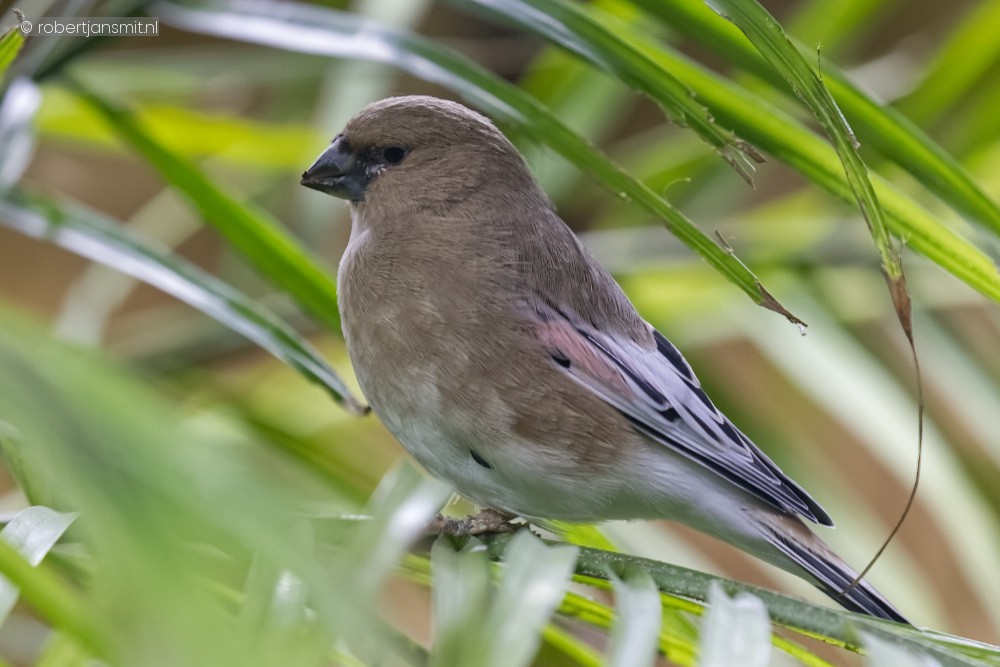 Foto van Vale Woestijnvink (Rhodospiza obsoleta) in Best Zoo, Best