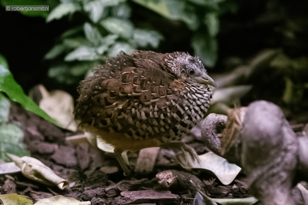 Foto van Vechtkwartels (Turnicidae) in Zoo Antwerpen België