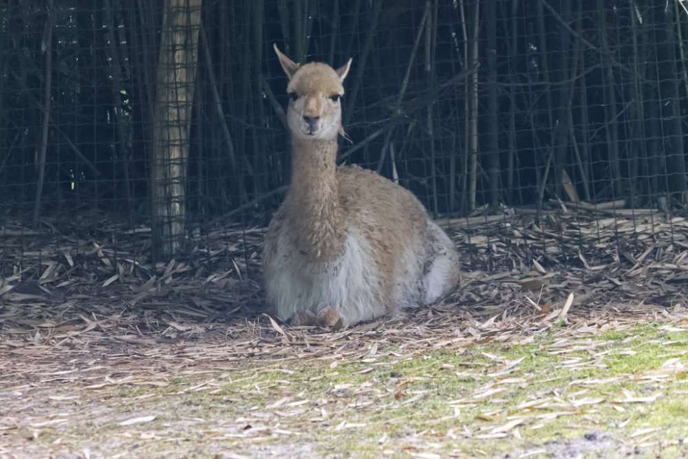 Foto van Vicuña (Vicugna vicugna) in ZooParc Overloon