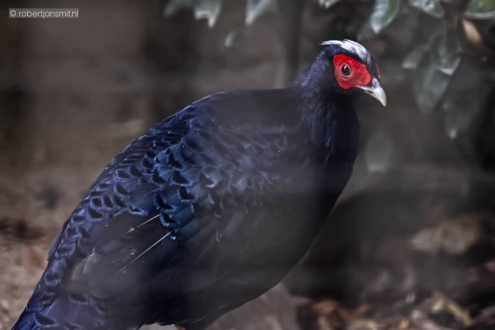 Foto van Vietnamfazant (Lophura edwardsi) in Zoo Antwerpen België