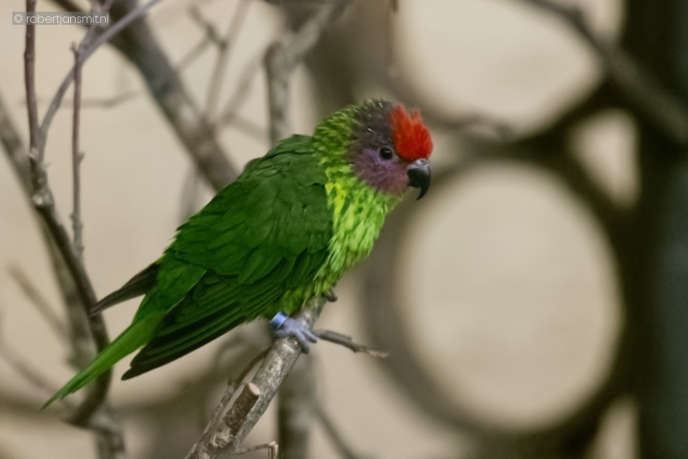Foto van Viooltjeslori (Glossoptilus goldiei) in Zoo Antwerpen België
