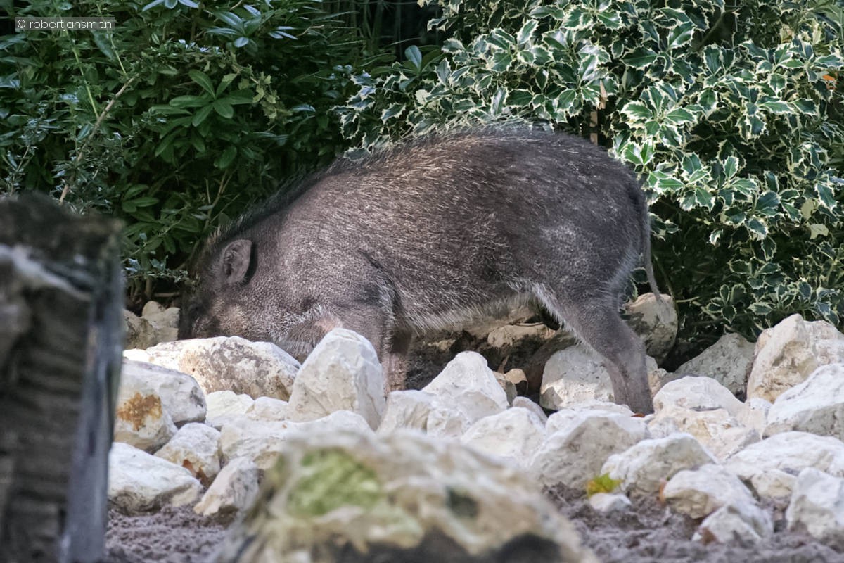 Foto van Visayawrattenzwijn (Sus cebifrons) in Artis Amsterdam