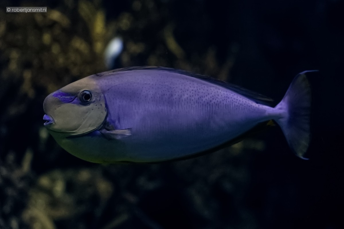 Foto van Vlamings Doktersvis (Naso vlamingii) in Blijdorp Rotterdam