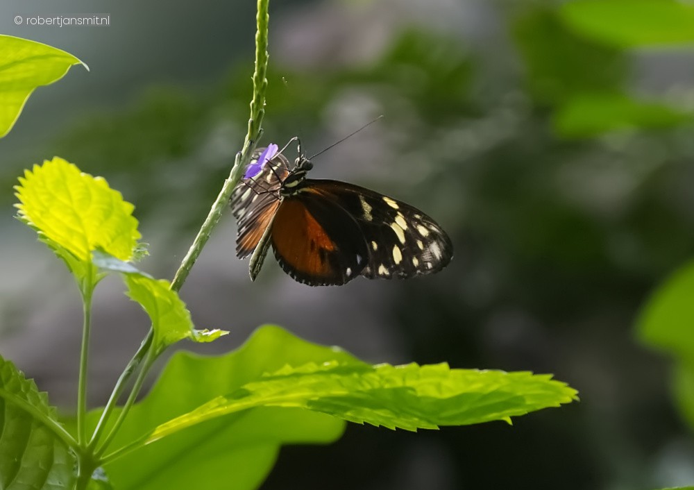 Foto van Vlinders (Lepidoptera) in Zoo Antwerpen België