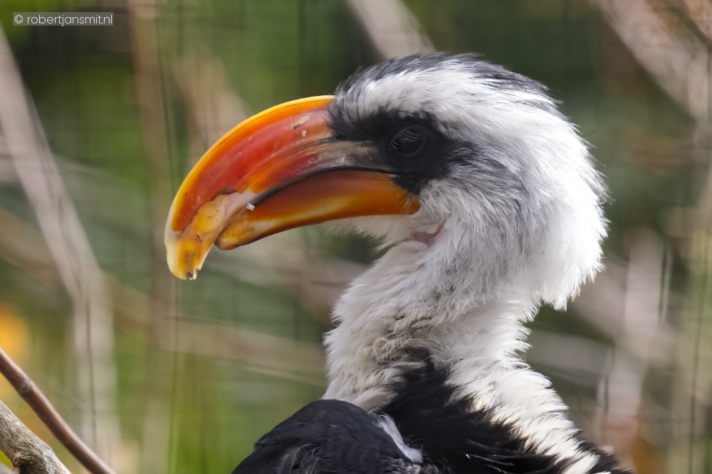 Foto van Von der deckens tok (Tockus deckeni) in Blijdorp Rotterdam