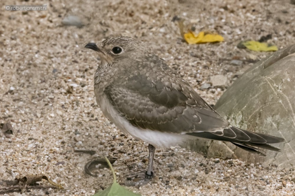 Foto van Vorkstaartplevier (Glareola pratincola) in Zoo Antwerpen België