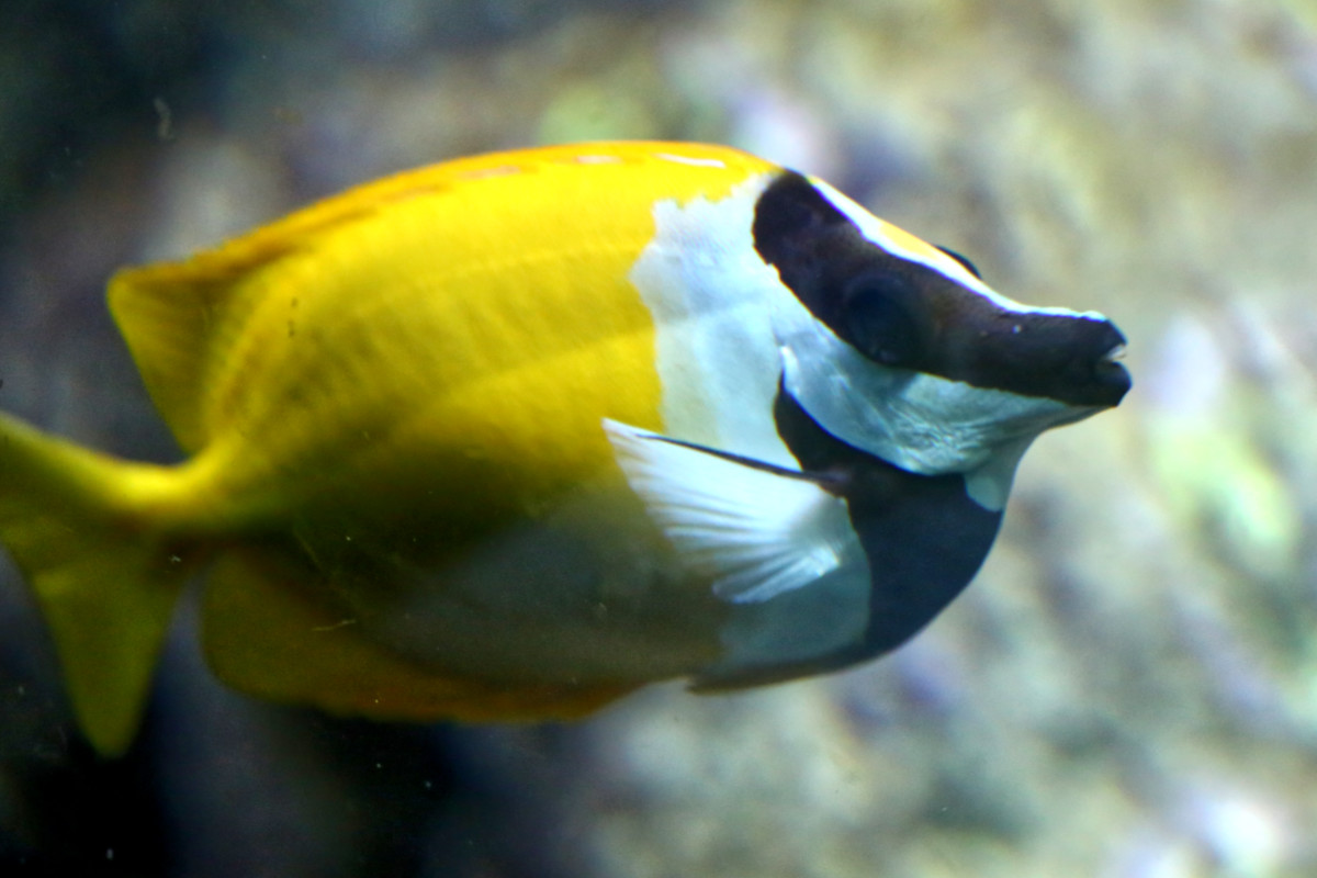 Foto van Vossenkopvis (Siganus vulpinus) in Artis Amsterdam
