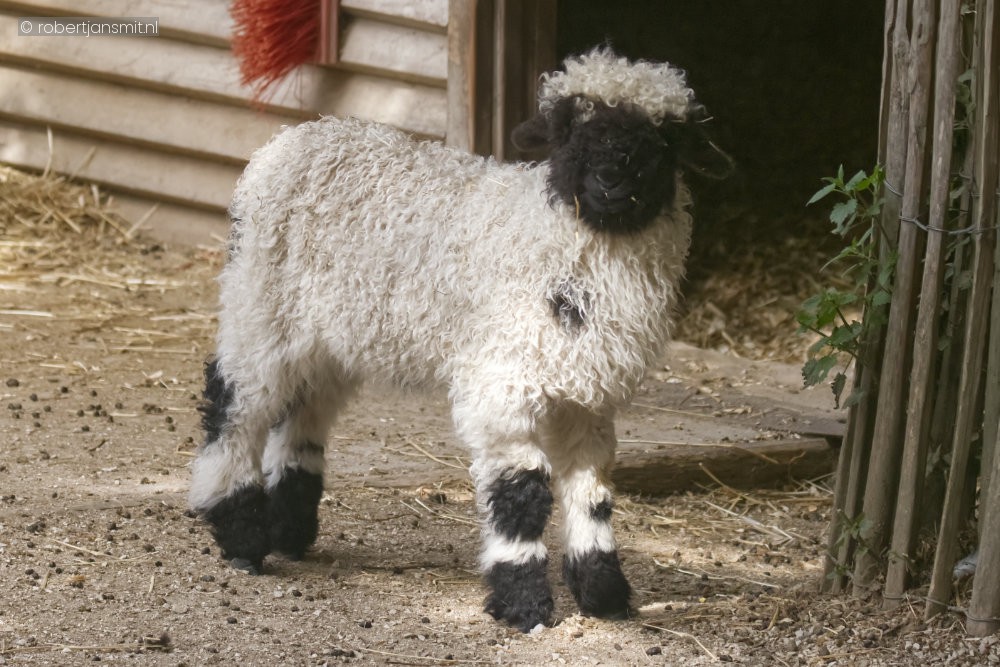 Foto van Walliser zwartneusschaap () in Pairi Daiza België