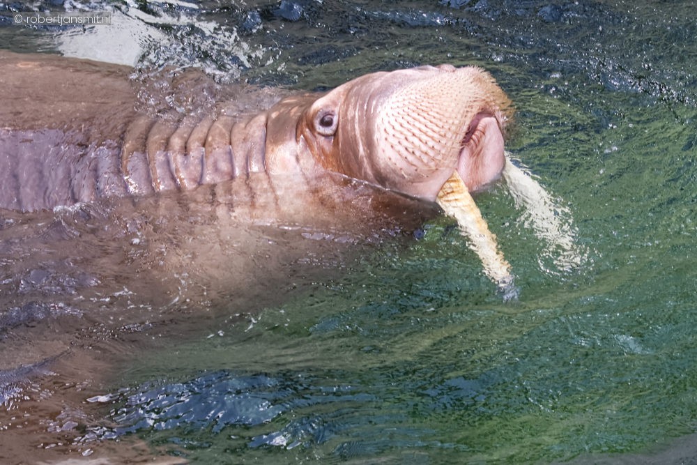 Foto van Walrus (Odobenus rosmarus) in Pairi Daiza België