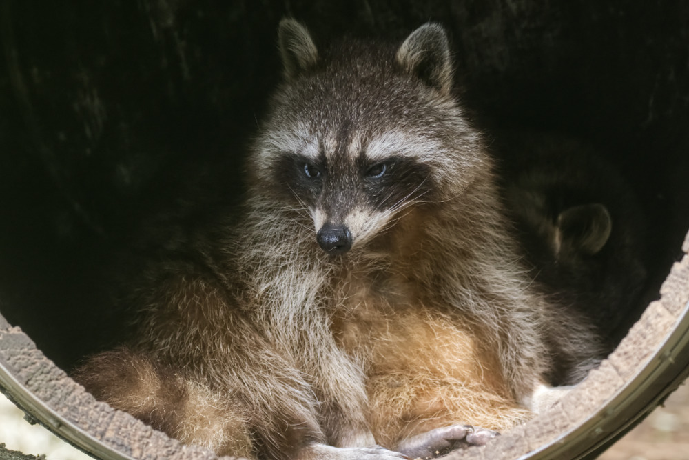 Foto van Wasbeer (Procyon lotor) in Eindhoven Zoo (voorheen Dierenrijk)