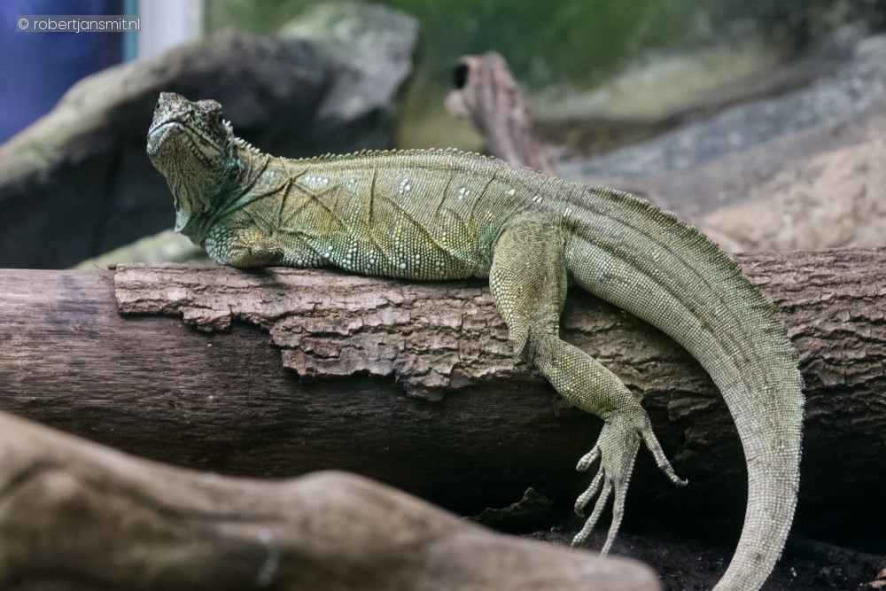 Foto van Webers Zeilagamen (hydrosaurus weberi) in Zoo Antwerpen België