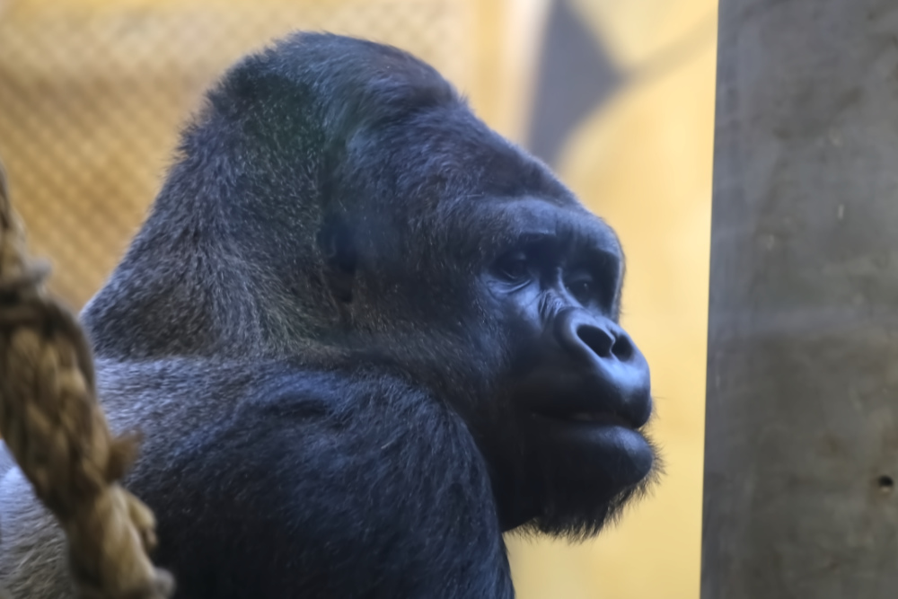 Foto van Westelijke laaglandgorilla (Gorilla gorilla gorilla) in Ouwehands Dierenpark Rhenen