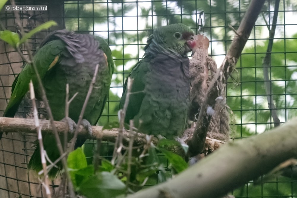Foto van Wijnborstamazone (Amazona vinacea) in Pairi Daiza België