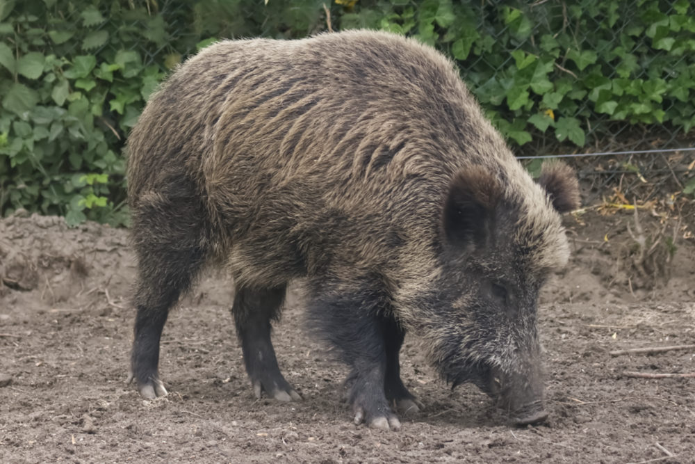 Wild Zwijn 