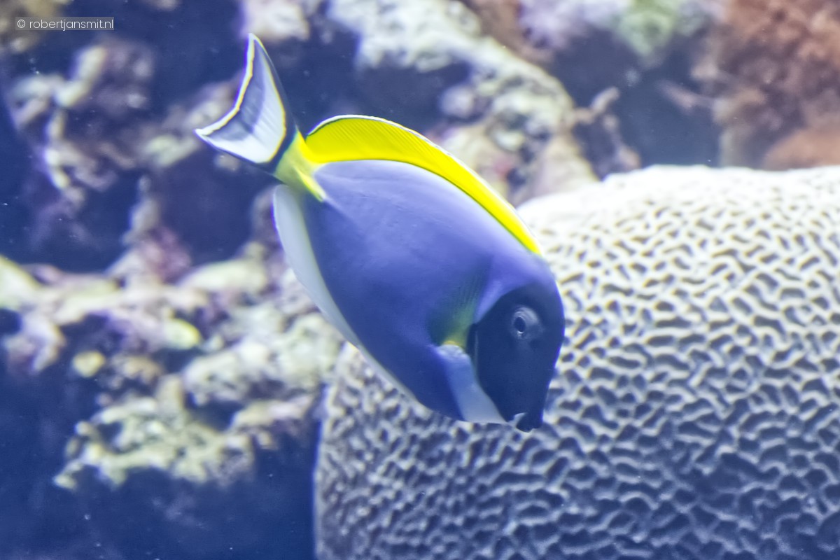 Foto van Witborstdoktersvis (Acanthurus leucosternon) in Burgers Zoo Arnhem