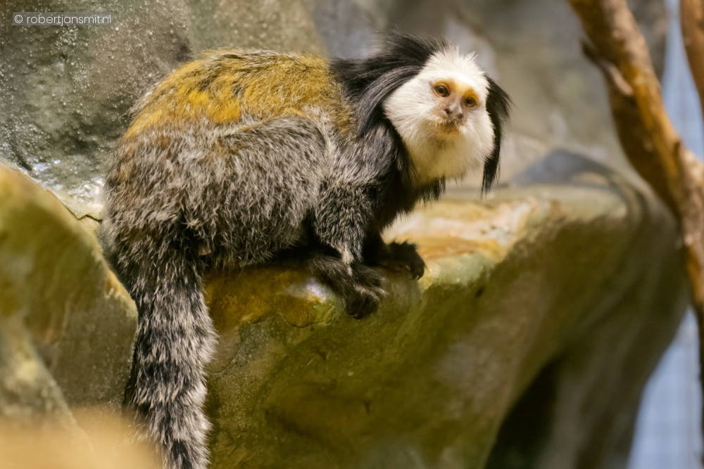 Foto van Witgezichtoeistiti (Callithrix geoffroyi) in Zoo Antwerpen België