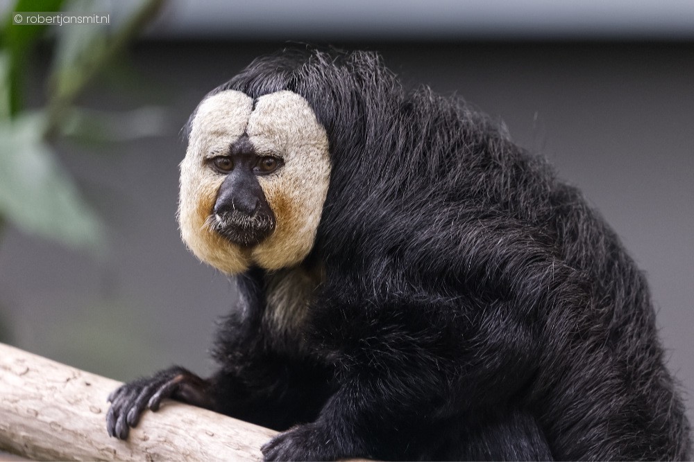 Foto van Witgezichtsaki (Pithecia pithecia) in ZooParc Overloon