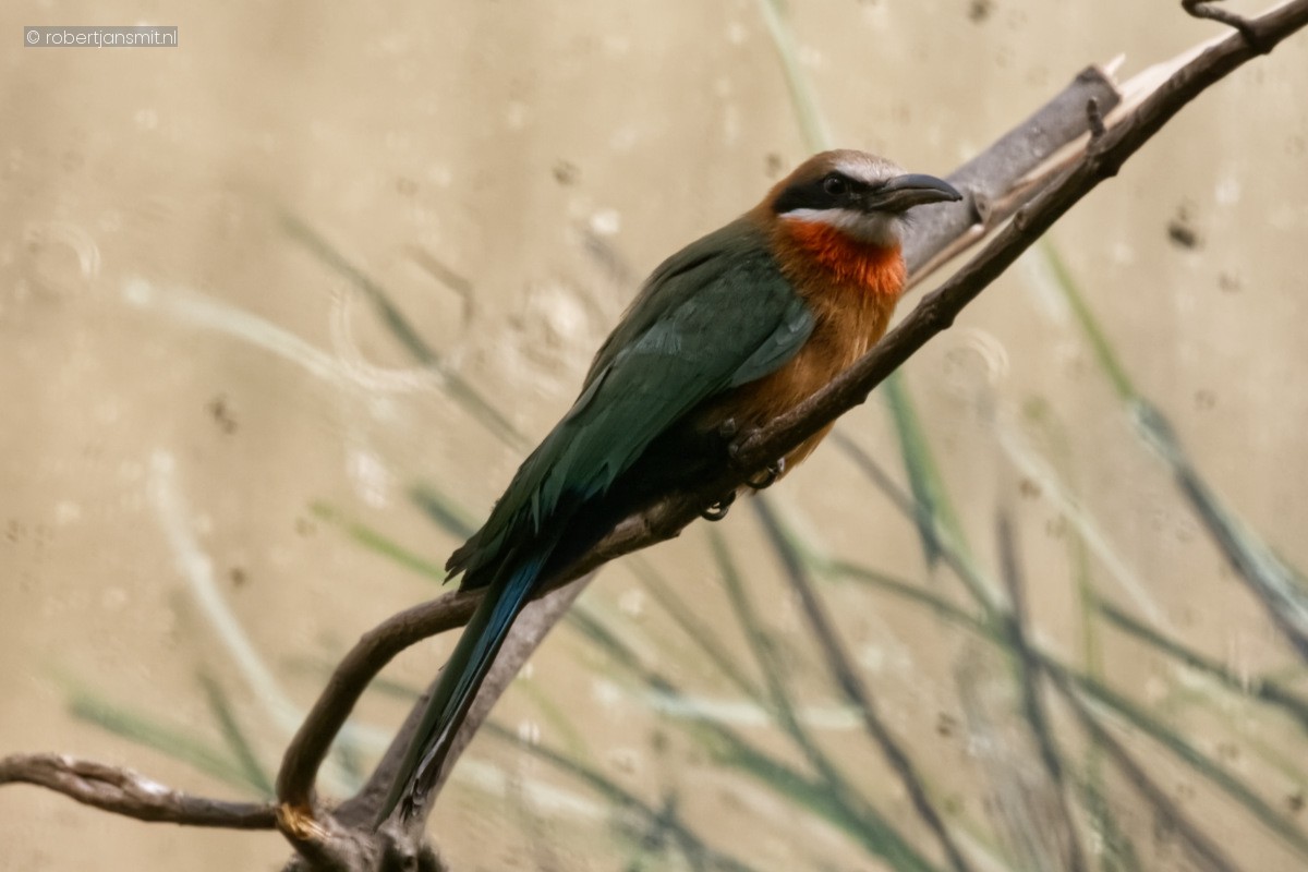 Foto van Witkapbijeneter (Merops bullockoides) in Zoo Berlin