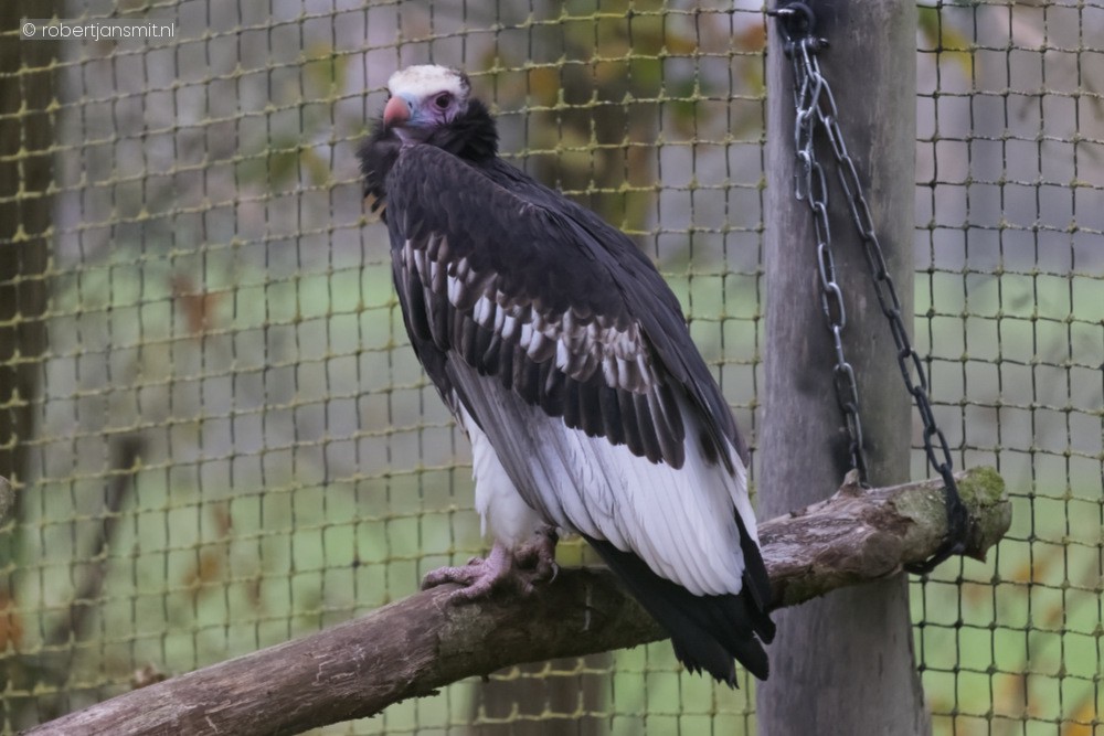 Foto van Witkopgier (Trigonoceps occipitalis) in ZooParc Overloon