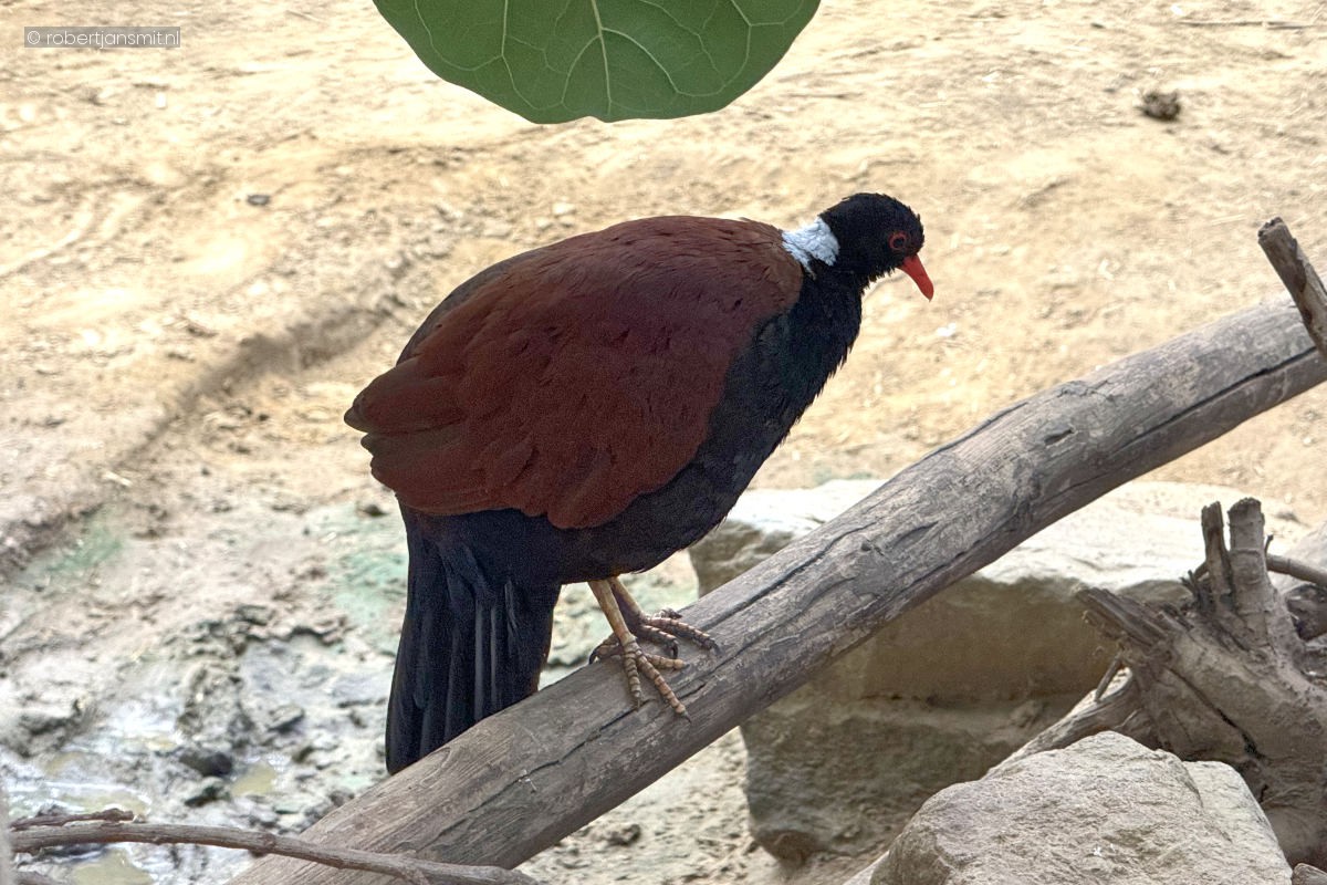 Foto van Witnek fazantduif (Otidiphaps nobilis aruensis) in Dierenpark Amersfoort
