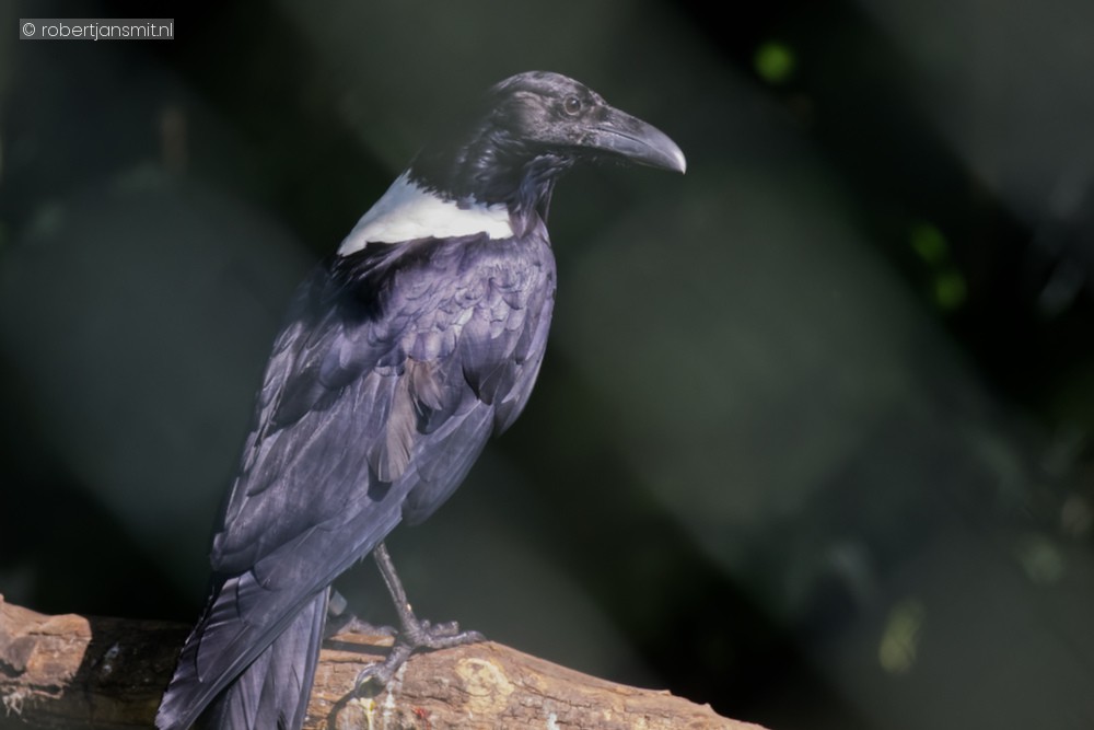 Foto van Witnekraaf (Corvus albicollis) in Avifauna Alphen a/d Rijn