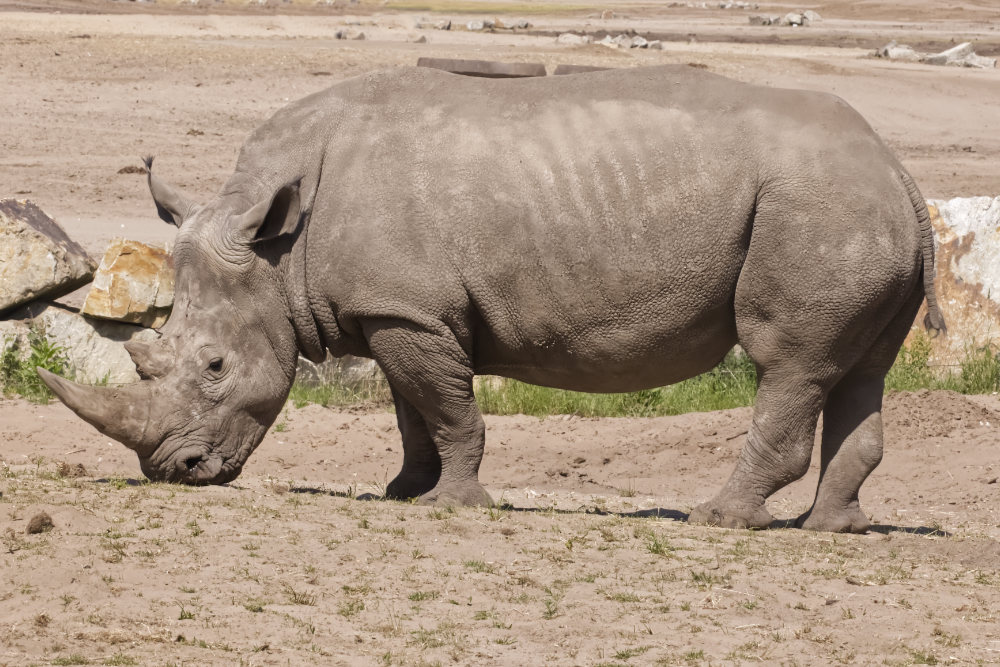 W. Neushoorn 