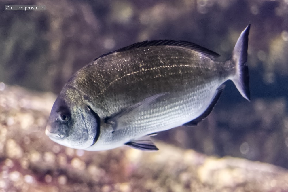 Foto van Witte zeebrasem (Diplodus sargus) in Blijdorp Rotterdam