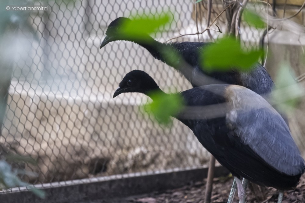 Foto van Witvleugel trompetvogel (Psophia leucoptera von Spix) in Zoo Antwerpen België