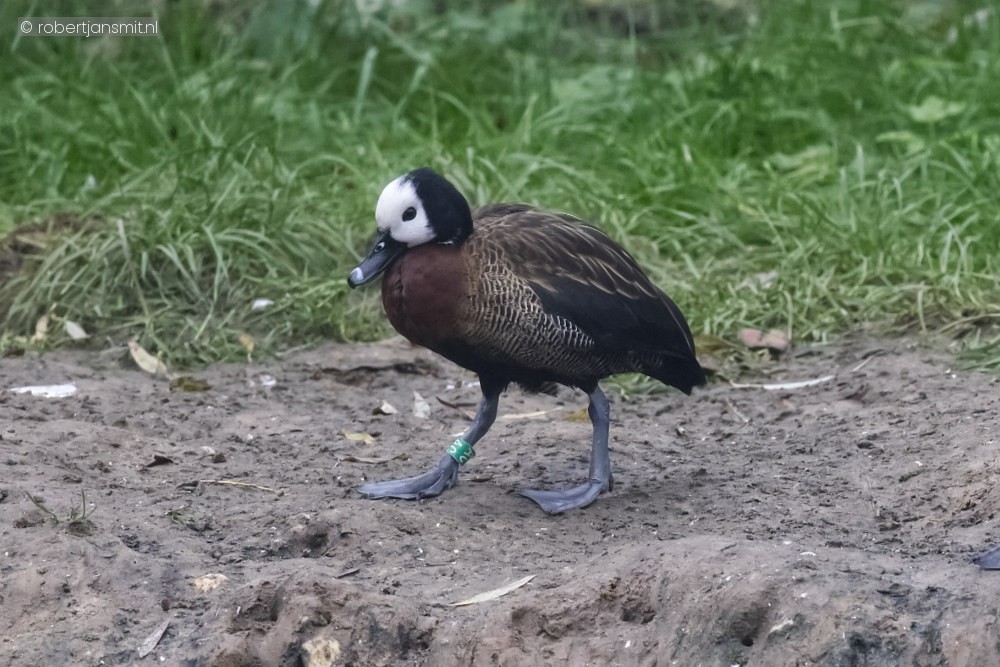 Foto van Witwangboomeend (Dendrocygna viduata) in ZooParc Overloon