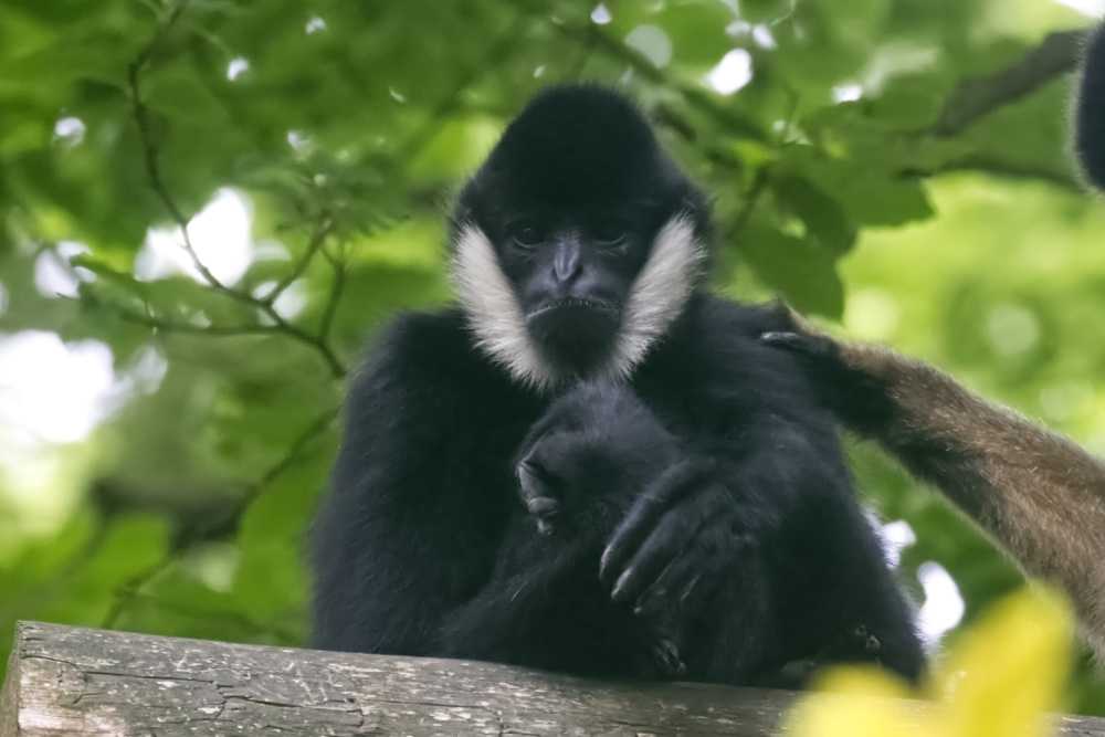 Witwanggibbon 