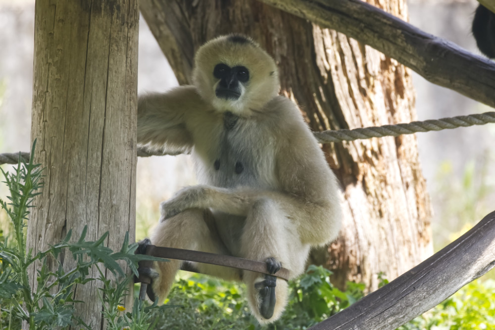 Witwanggibbon 