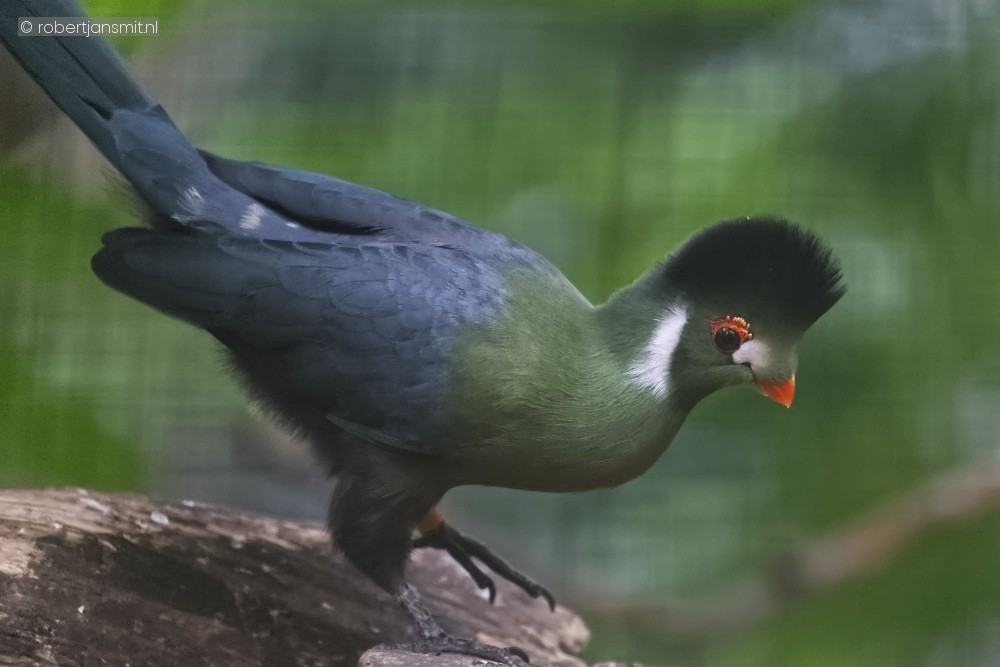 Foto van Witwangtoerako (Menelikornis leucotis) in Pairi Daiza België