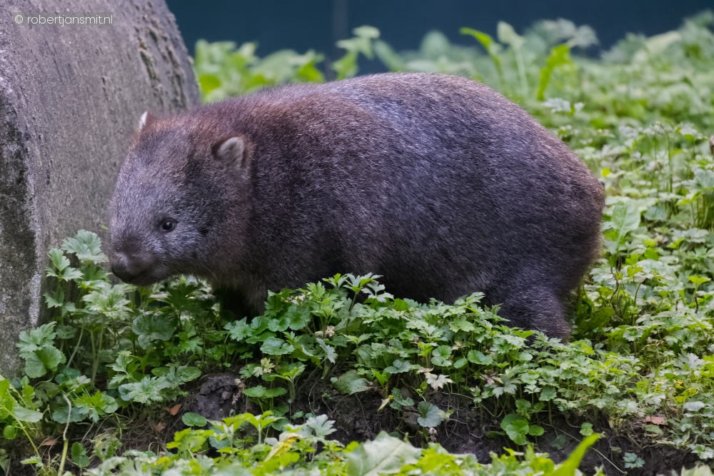 Foto van Wombat (Vombatus ursinus) in Best Zoo, Best