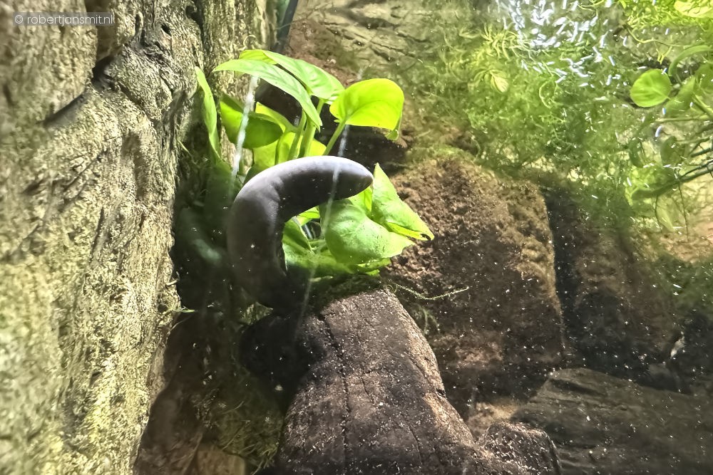 Foto van Wormsalamander (Gymnophiona) in Zoo Antwerpen België
