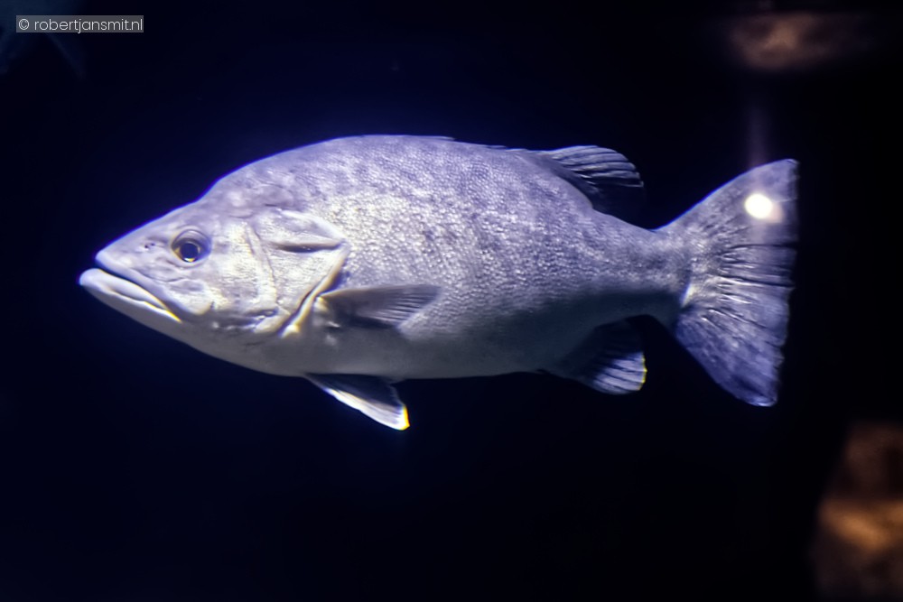 Foto van Wrakbaars (Polyprion americanus) in Blijdorp Rotterdam