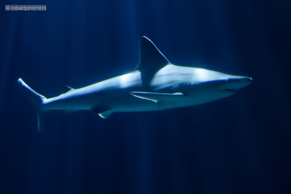 Foto van Zandbankhaai (Carcharhinus plumbeus) in Blijdorp Rotterdam