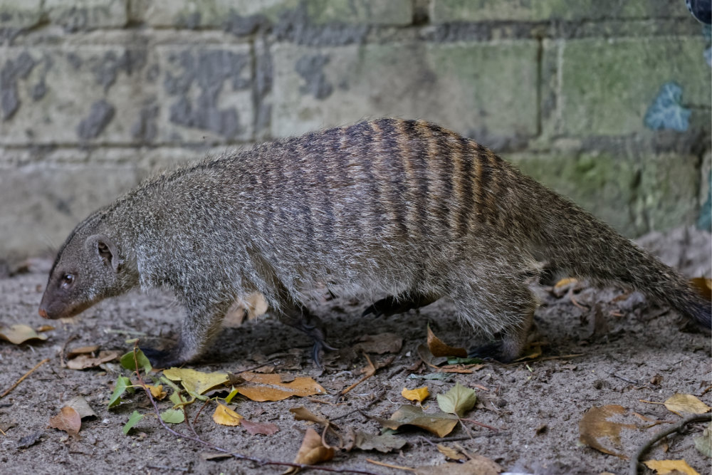 Foto van Zebramangoeste (Mungos mungo) in Best Zoo, Best