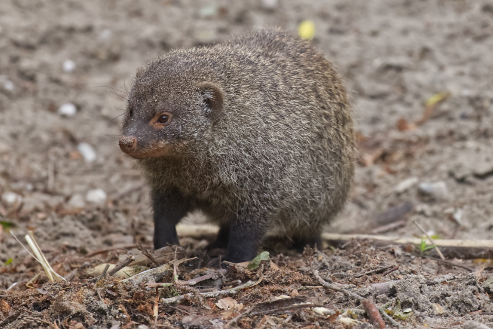 Zebramangoeste 