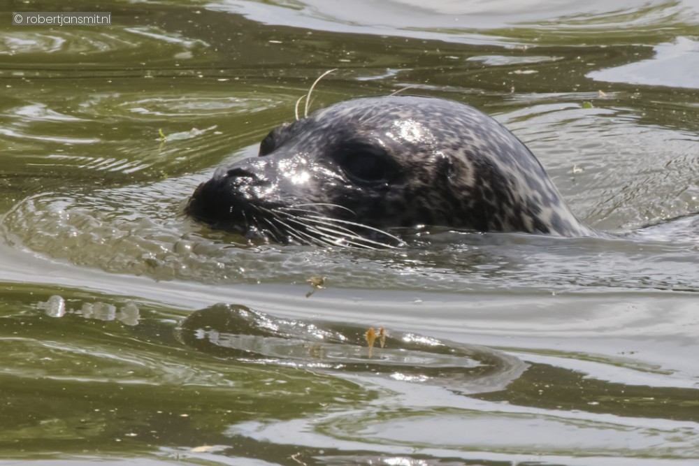 Foto van Zeehond (Phocidae) in Pairi Daiza België