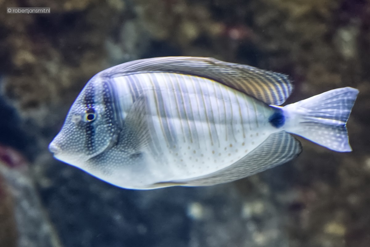 Foto van Zeilvindoktersvis (Zebrasoma velifer) in Artis Amsterdam