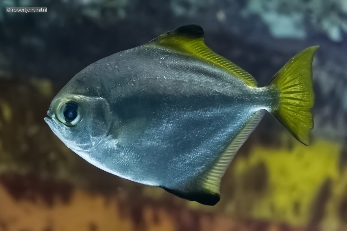 Foto van Zilverbladvis (Monodactylis argenteus) in Artis Amsterdam