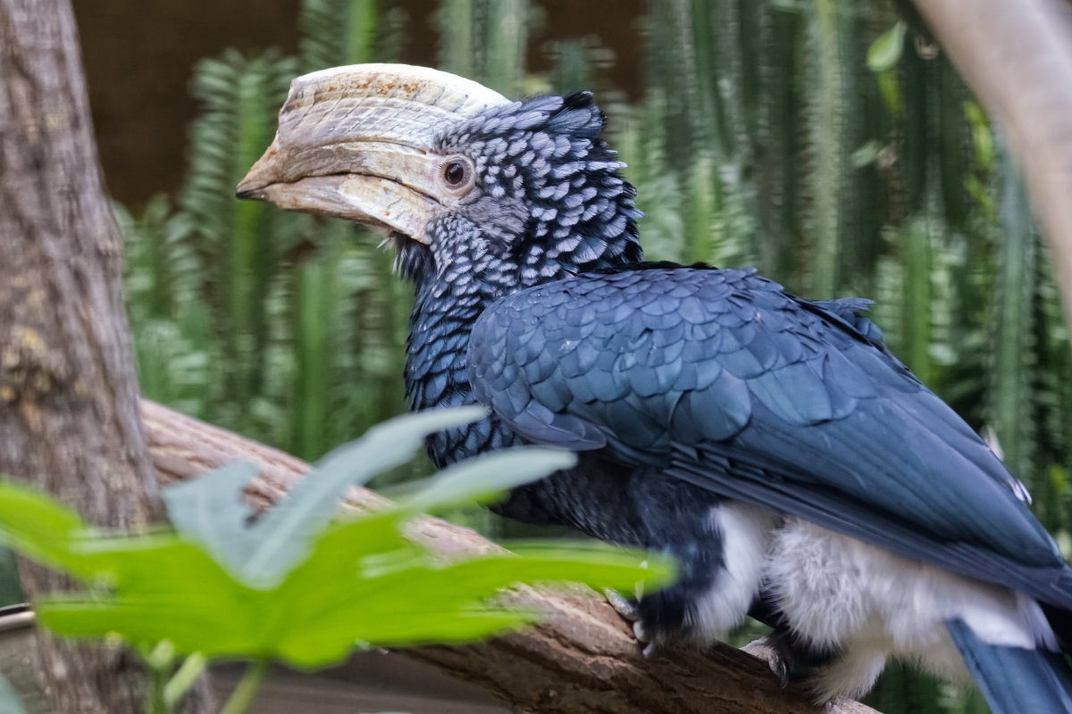 Foto van Zilverwangneushoornvogel (Bycanistes brevis) in Zoo Berlin