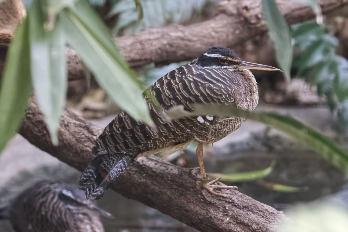 Foto van Zonneral (Eurypyga helias) in Zoo Berlin