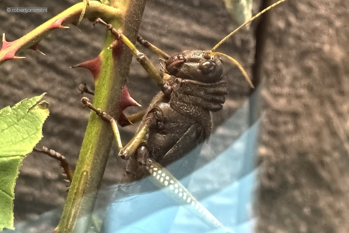 Foto van Zuid-Amerikaanse reuze sprinkhaan (Tropidacris dux) in Artis Amsterdam